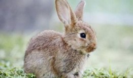 兔子姐姐爆料最新一期,最新一期精彩内容大曝光！